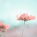 Flower Photography, 16x24 Print, Turquoise, Pink, Shabby Chic Wall Art, Nature Photography, Floral, Large Wall Art