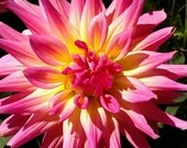 Bursting with color Dahlia on 8 x 10 glossy photo
