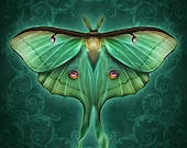 Damask Luna Moth - Art Print - Brigid Ashwood