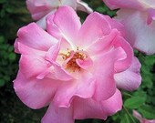 Rose greeting cards pack of 5