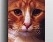 Orange Tabby Cat - 5x7 Giclee print on canvas