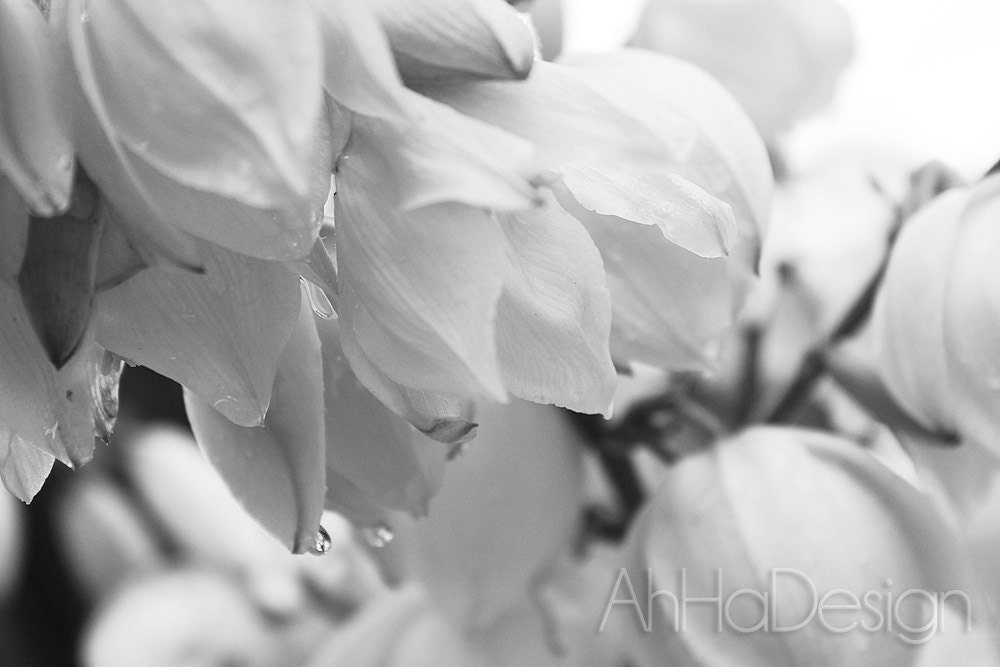 Black and White Yucca Flowers - 8 x 12 Photograph