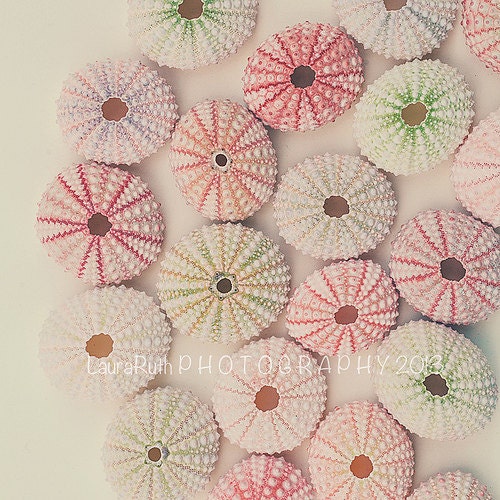Sea Urchin Photograph - Beach Photography - Coastal Nautical Home Decor - Fine Art Photograph 8x8