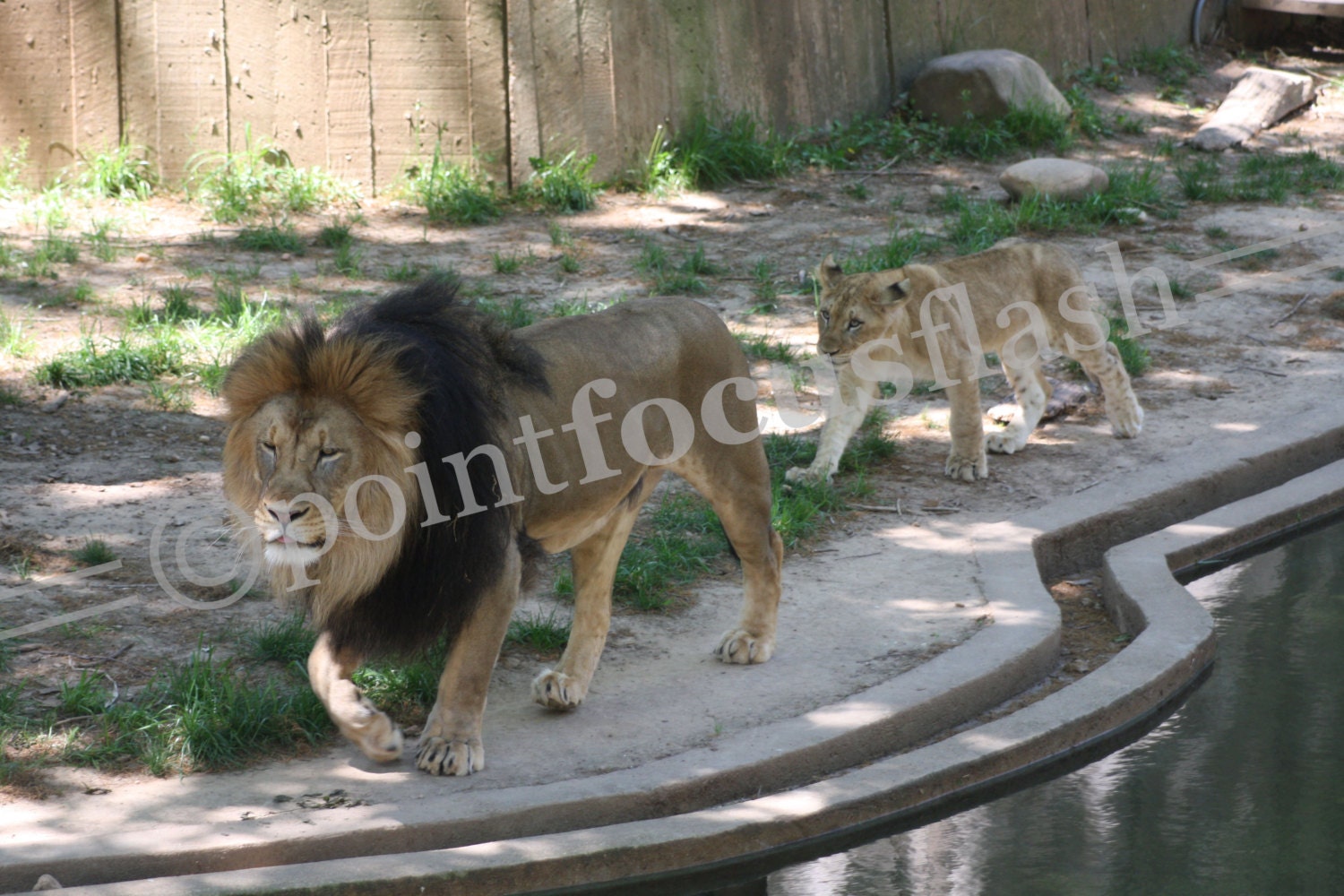 Father & Son Lions 5X7 Photo With 8X10 Mat
