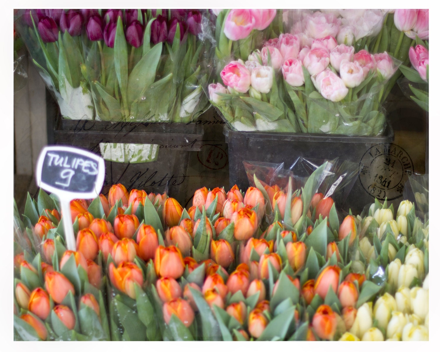 8x10 Tulips, Spring in Paris, Home Decor Photography, Floral, Travel, Wall Art, Print