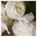 Fine Art Photography, Floral Photography, Home Decor, White, Moss Green, Vintage Look Summer, Cottage, 8x8 print