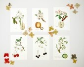 French Flora & Fruit Note Card Set