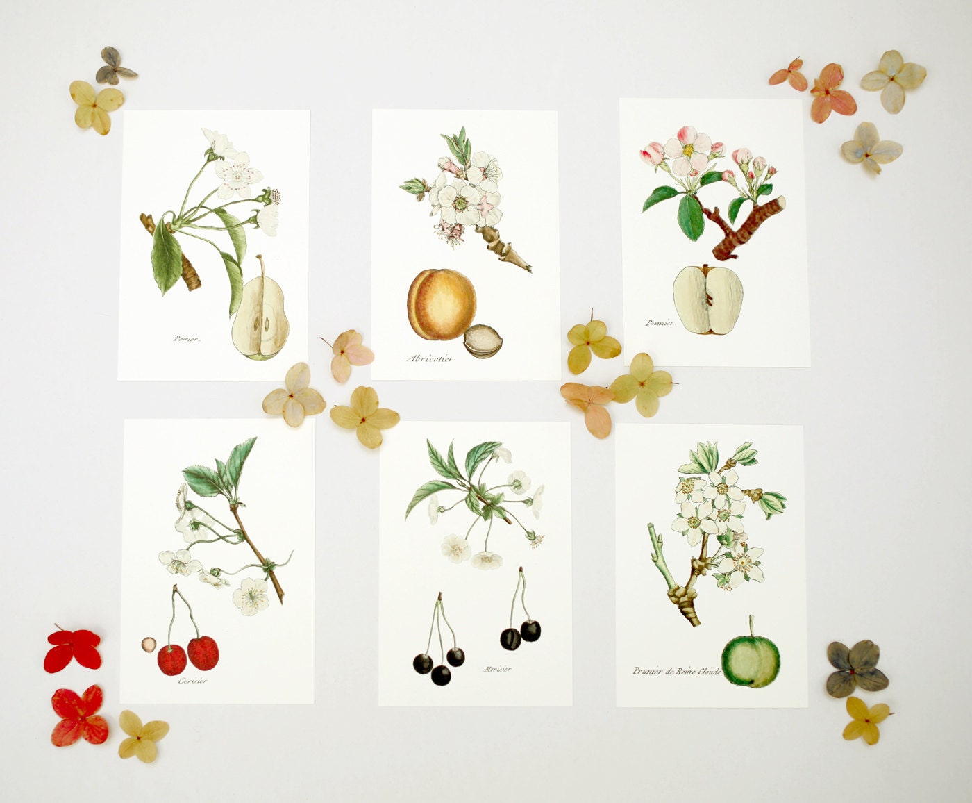 French Flora & Fruit Note Card Set