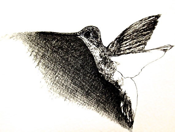 Pen and Ink Original: Hummingbird No. 7 -- Positive/Negative