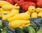 Early Prolific Straightneck Summer Squash Seeds