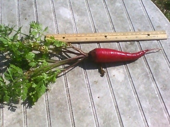Heirloom Dragon Carrot Seeds