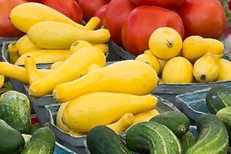 Early Prolific Straightneck Summer Squash Seeds