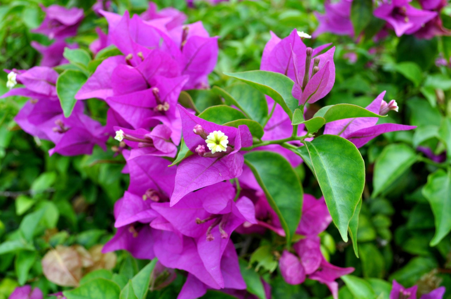 Purple Bouganvilla Fine Art Floral Photo Digital Photography Download Tropical Flower Summer