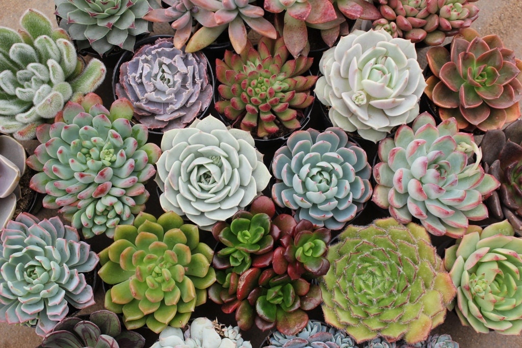 TRIAL   (4) 2.5" succulents