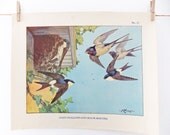 Vintage School Poster by K. Nixon -  Barn Swallows and House Martins - Vintage Print - spring decorations - home decor - bird poster