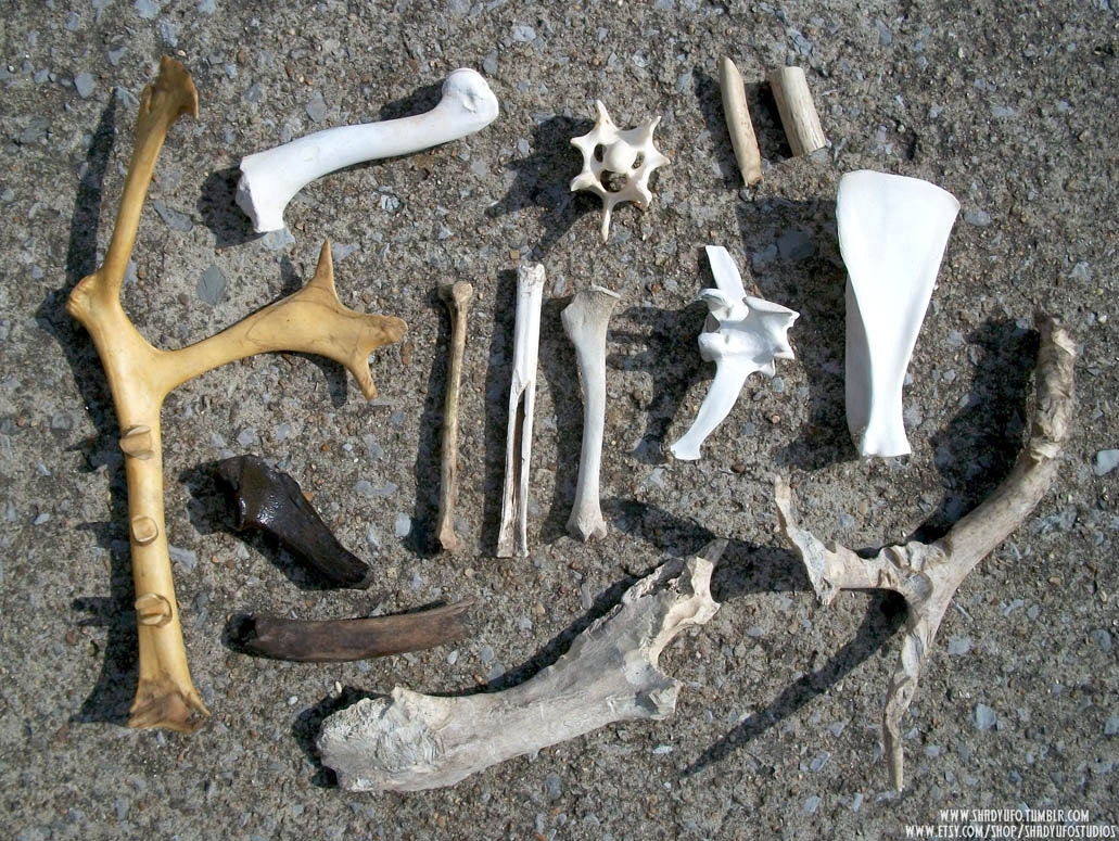 Lot of Large Bone, Antler, & Fossil Scraps