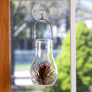 Hanging Tillandsia Terrarium
