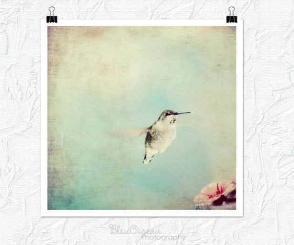 Animal photography, hummingbird, nature photography, fine art print, nursery decor