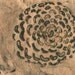 rose, etching on handmade paper