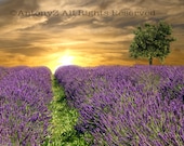 Lavender Fields and Lone Tree at Sunset 8 x 10 Fine Art Print