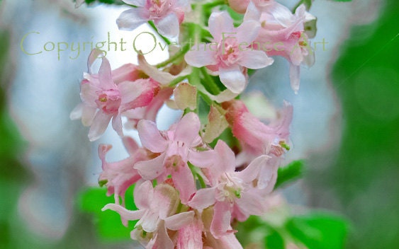 Nature Photography  Flowering Vine with Pink Blossoms and Blue Sky Background