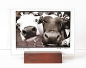 Cows, nature photography, 2 Photo prints, framed in glass, wooden stand, mixed media, animals, minimalist, farm black and white, 5x7