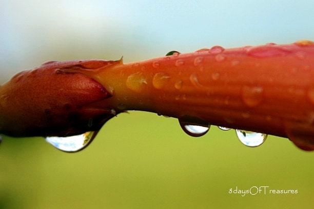 Nature Photography, Orange, Spring,  Summer,  Green, Blue, Rain Drop, Water Drop, 5x7 Print