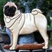 Hardwood Pug Intarsia Wall Art