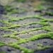 Green Wall Art, Rustic Home Decor, Zen Nature Photography, Chevron, Green Moss, Antique Grey Bricks, Brick Path, Peaceful Decor, .