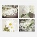 White Flower Picture Set, Cottage Decor, Set of 4 Prints, White Flowers, Spring Decor, 8x10, Blossoms, Cottage Decor.