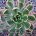Aeonium 'Sunburst'- Fantastic tri-color leaves.