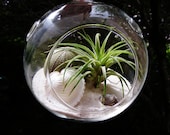 Au Natural  Glass Globe Hanging Terrarium Kit with Tillandsia  Air Plant