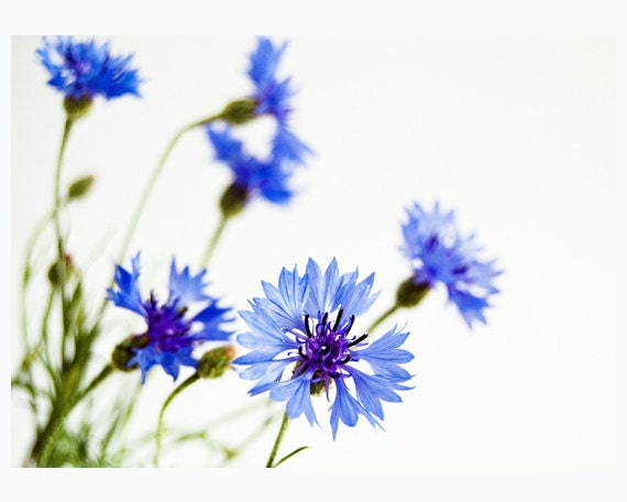 Blue cornflowers on a white background  - beautiful fine art photography - 5x7 print - Cornflower