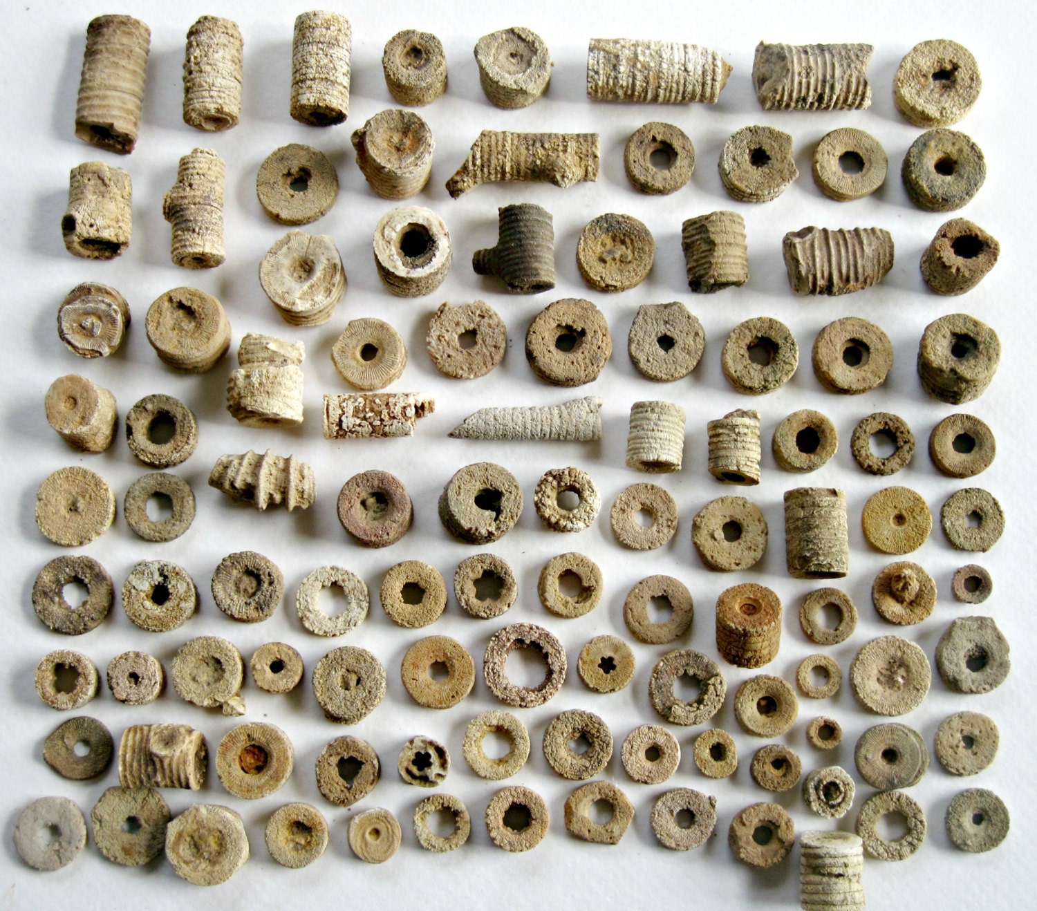 Crinoid Fossils, 106 Pieces in Specimen Jar, Sea Lillies, Natural Finds, Nature Beads, Fairy Money, Terrarium, Aquarium
