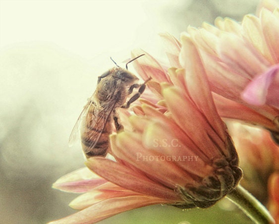 Spring Photography. Bee on flower. Bee photo. floral art. Flower. Pastel. Pale. Pink. Green. Girly. Nature decor. insect. macro photography
