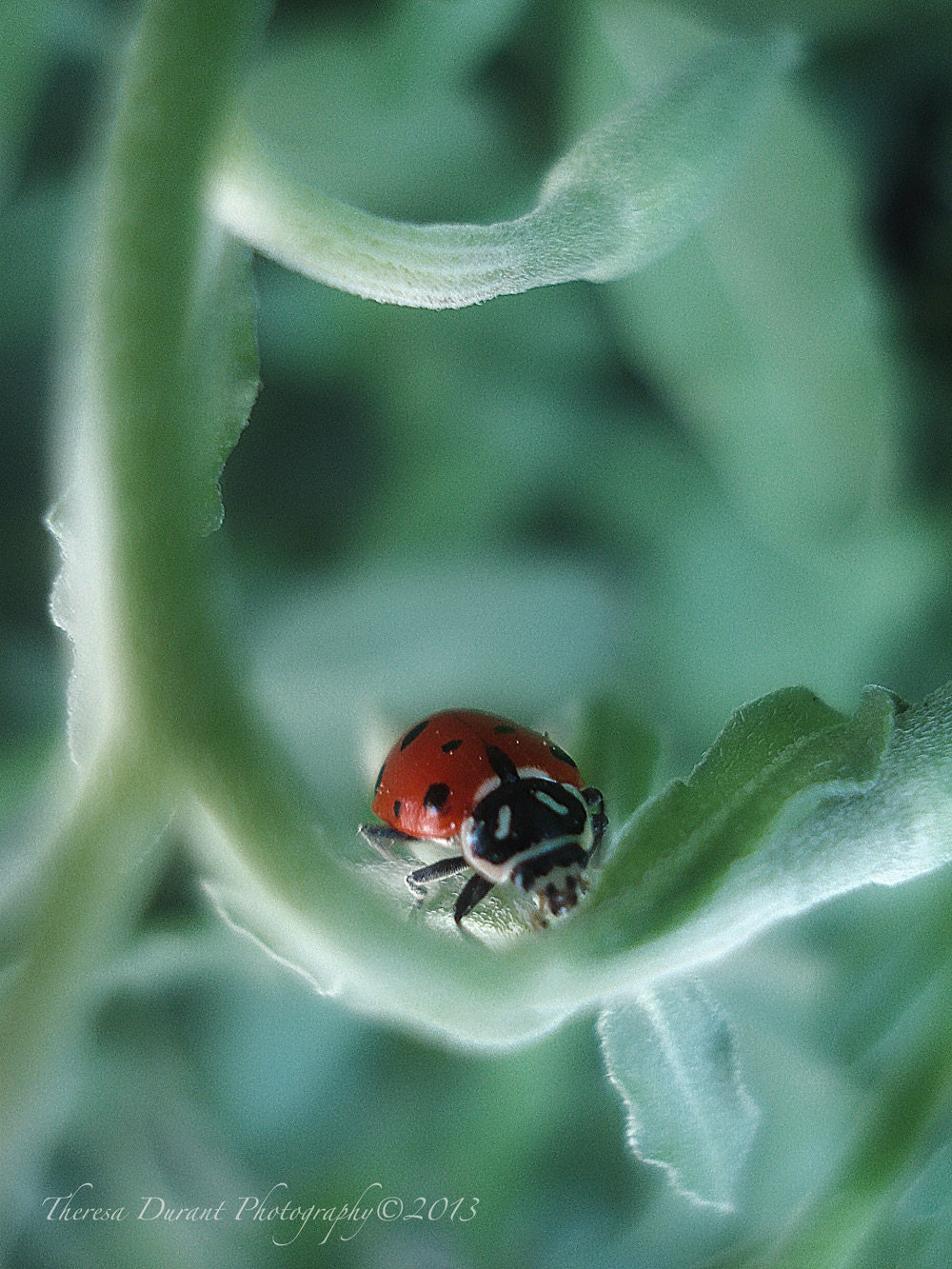 Lady Bug Summer- Lady bug love- red summer- lady bug wall art- lady bugs are here- red little love bug-