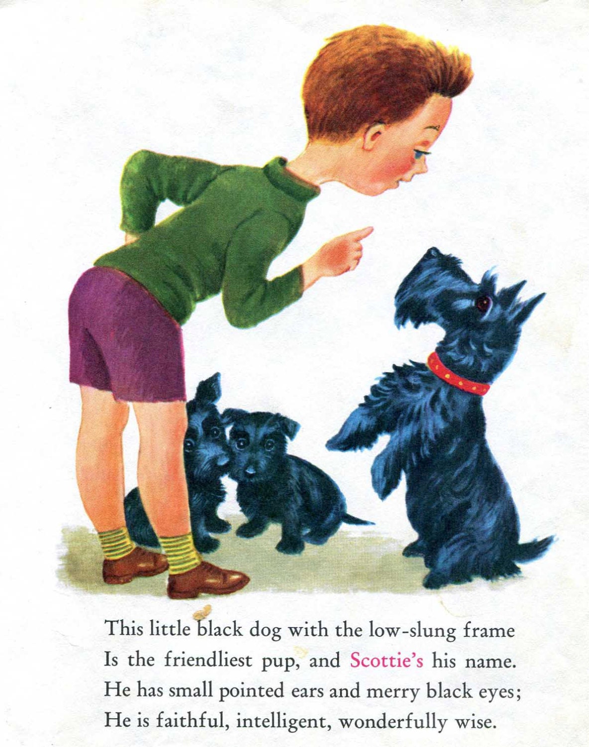 Scottish Terrier and Irish Setter Dog Illustrations and Poems from a Vintage Childrens Book - Tibor Gergely - Mid Century