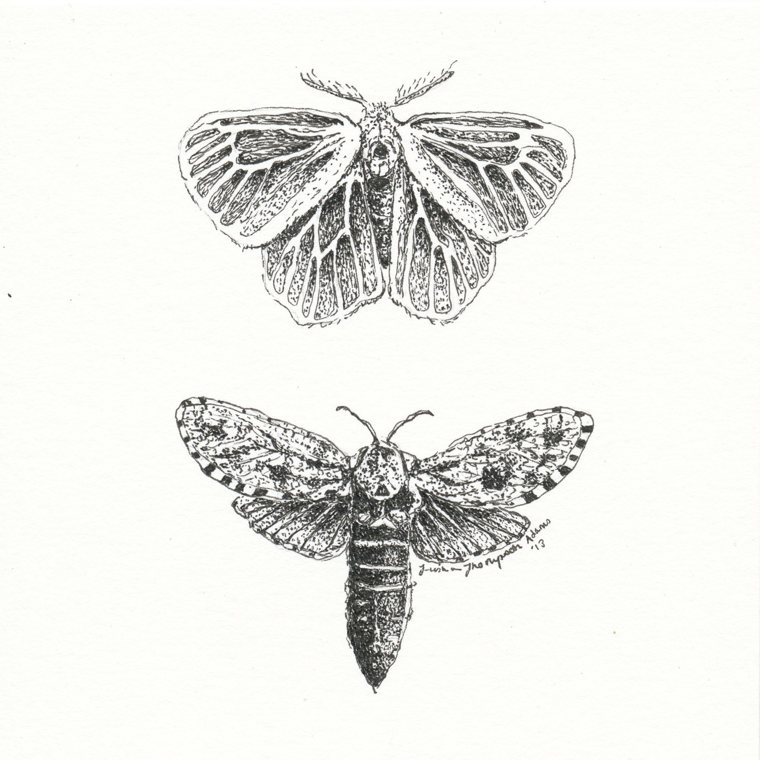 Moth Study Original Ink Illustration -- Framed 5x5