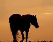 Cloud Walks at Sunset  - Fine Art Wild Horse Photograph