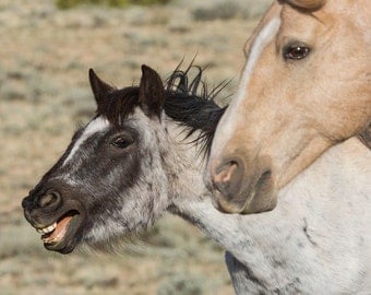 Cloud and Agate - Fine Art Wild Horse Photograph