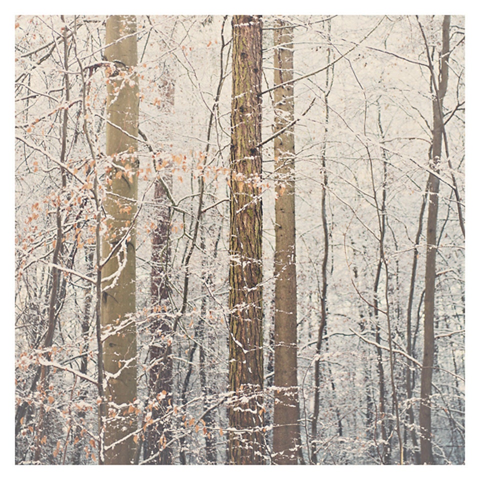 winter snow wood tree photo print - whimsical fine art nature photography, cold, blue, cream, brown, dream, forest, romantic - 8x8