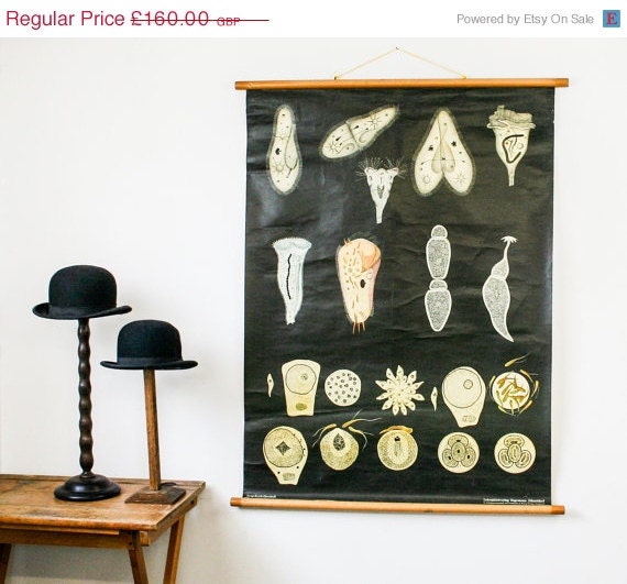 ON SALE Vintage Bioloy Chart, Spores, Pull Down Chart