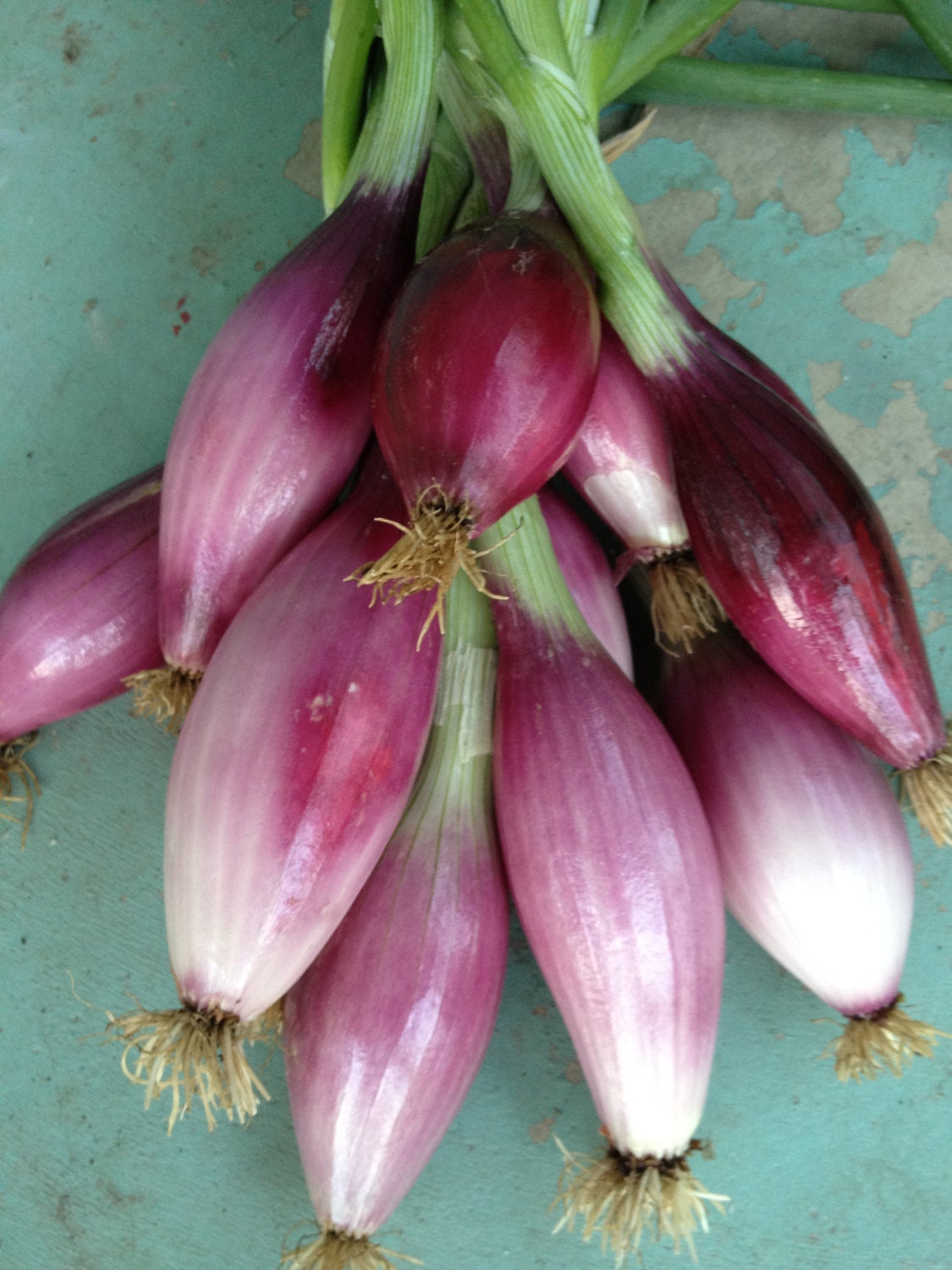 Organic Heirlooom Onion Red of Florence Seed Rare