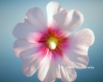 Dreams Flower 8"x8" Fine Art Wall Decor Photograph For Modern Cafe Bar Pub Hotel Restaurant Nursey Home Office