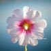 Dreams Flower 8"x8" Fine Art Wall Decor Photograph For Modern Cafe Bar Pub Hotel Restaurant Nursey Home Office