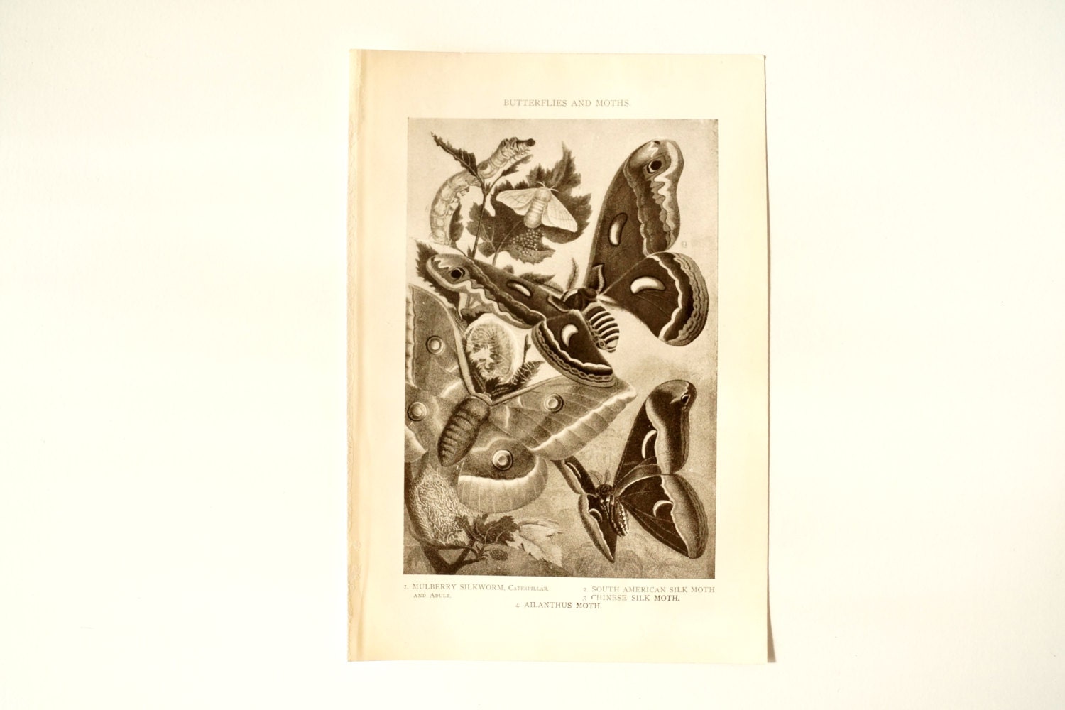 Vintage / Antique Butterflies and Moths Book Plate Engraving 1 (c.1900s) - Collectible, Home Decor