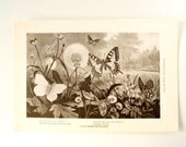 Vintage / Antique Butterflies and Moths Book Plate Engraving 4 (c.1900s) - Collectible, Home Decor, Butterfly Art