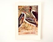 Vintage / Antique Maribou Stork and African Jabiroj Bird Book Plate Engraving 2 (c.1900s) - Collectible, Home Decor, Ocean Art
