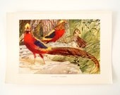 Vintage / Antique Golden Pheasant Bird Book Plate Engraving 2 (c.1900s) - Collectible, Home Decor, Ocean Art