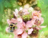 Blackberry blossoms and bee. Soft and vibrant in pink and green.